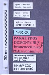 Etiketten zu Dicronychus brancuccii (Platia & Schimmel, 1997) (NHMW-ZOO-COL-0006815)